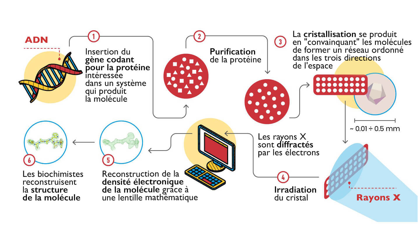 Utilisation des rayons X pour visualiser la structure des grandes molécules biologiques